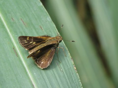 Panoquina lucas