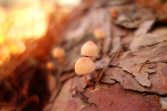 Mycena mariae
