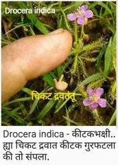 Drosera indica
