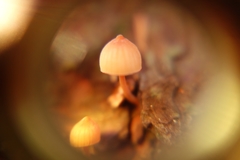Mycena mariae