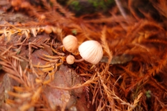 Mycena mariae