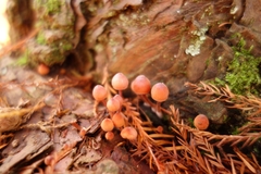Mycena mariae