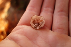 Mycena mariae