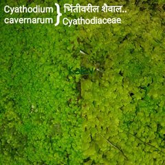 Cyathodium cavernarum