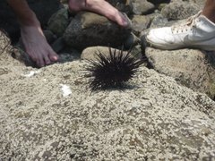 Echinodermata