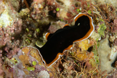 Pseudobiceros hancockanus