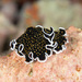 Gold-dotted Flatworm - Photo (c) Mark Rosenstein, some rights reserved (CC BY-NC-SA), uploaded by Mark Rosenstein