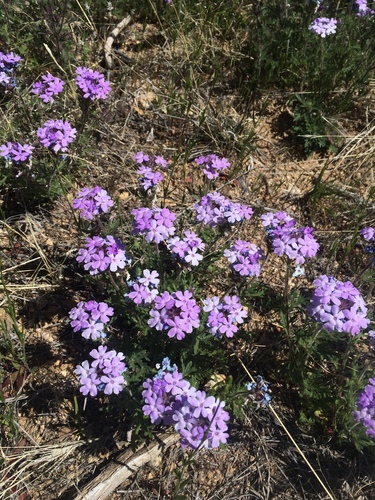 Italian Spring Trail #95