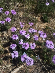Glandularia latilobata