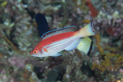 Cirrhilabrus marjorie