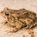 Fowler's Toad - Photo (c) Seánín Óg, some rights reserved (CC BY-NC-ND)