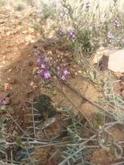 Astragalus arizonicus