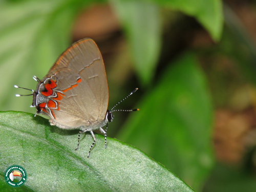 Calycopis janeirica