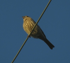 Haemorhous mexicanus