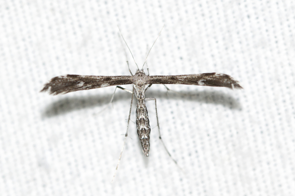 Black-marked Plume Moth