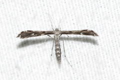 Hellinsia inquinatus