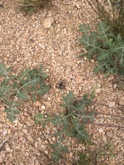 Dasymutilla magna