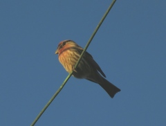 Haemorhous mexicanus