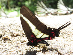 Protographium asius