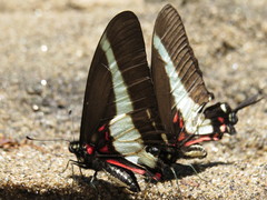 Protographium asius
