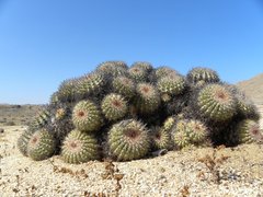 Copiapoa cinerascens