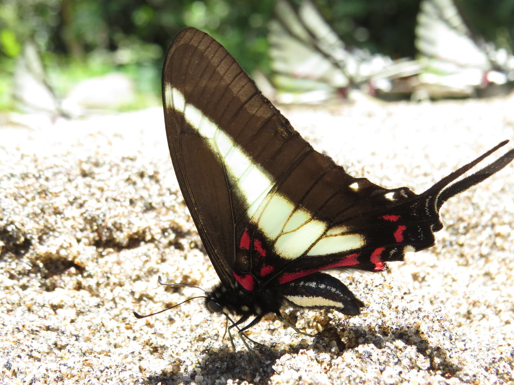Protographium asius