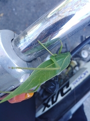 Microcentrum marginatum