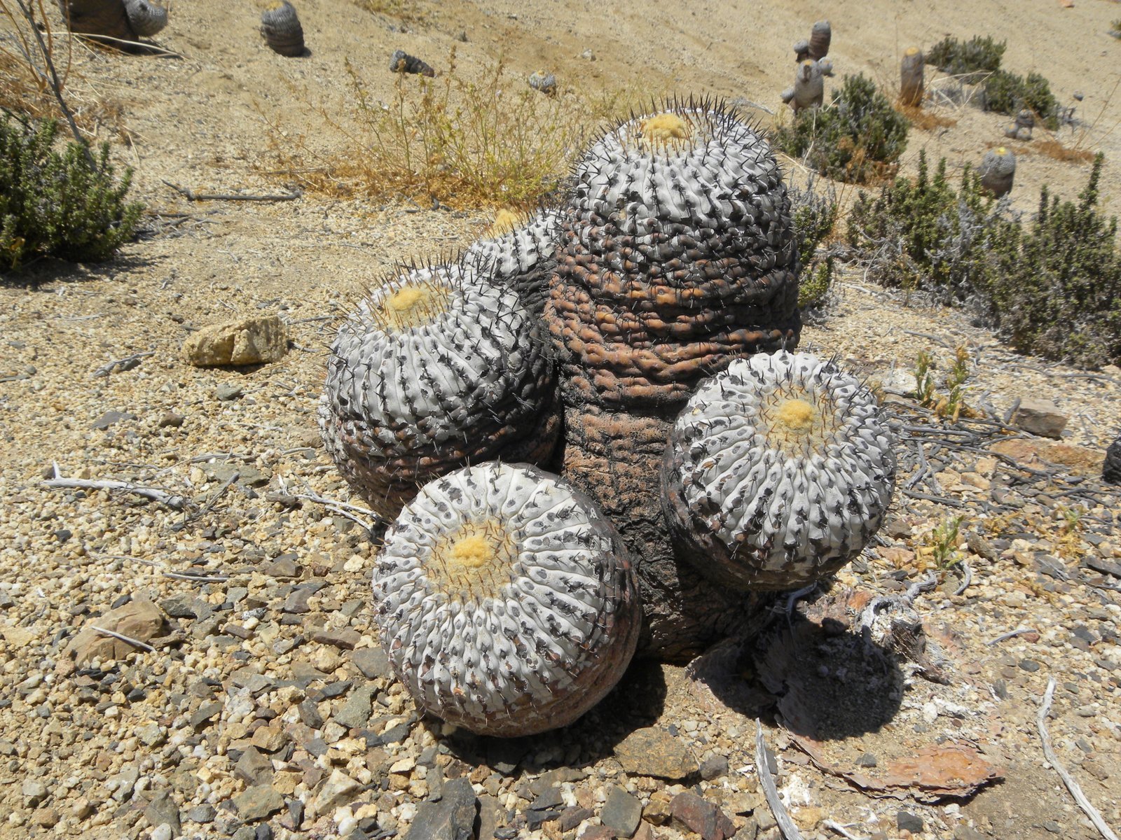 羅本製所COPIAPOA MONSTER Blue Skinned Hybrid 羅本製所COPIAPOA MONSTER Blue Skinned Hybrid