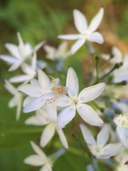 Amsonia tabernaemontana
