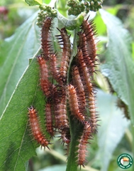 Actinote thalia pyrrha