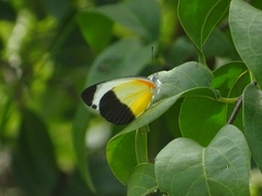 Mylothris chloris chloris