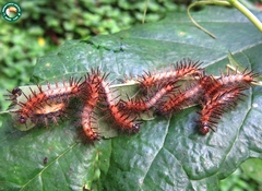 Actinote thalia pyrrha