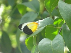 Mylothris chloris chloris