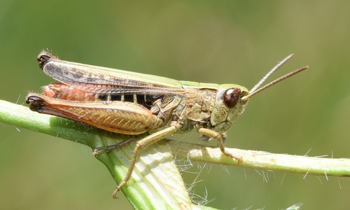Omocestus panteli (Bolívar, 1887)