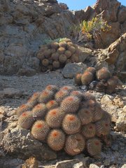 Copiapoa serpentisulcata