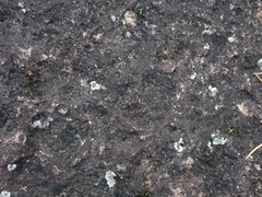 Geodermatophilaceae