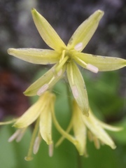 Clintonia
