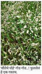 Eragrostis unioloides