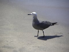 Leucophaeus modestus