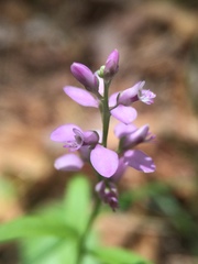 Polygala polygama