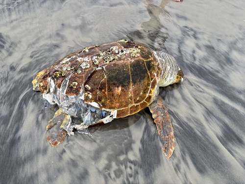 Loggerhead Sea Turtle photographed in New Jersey