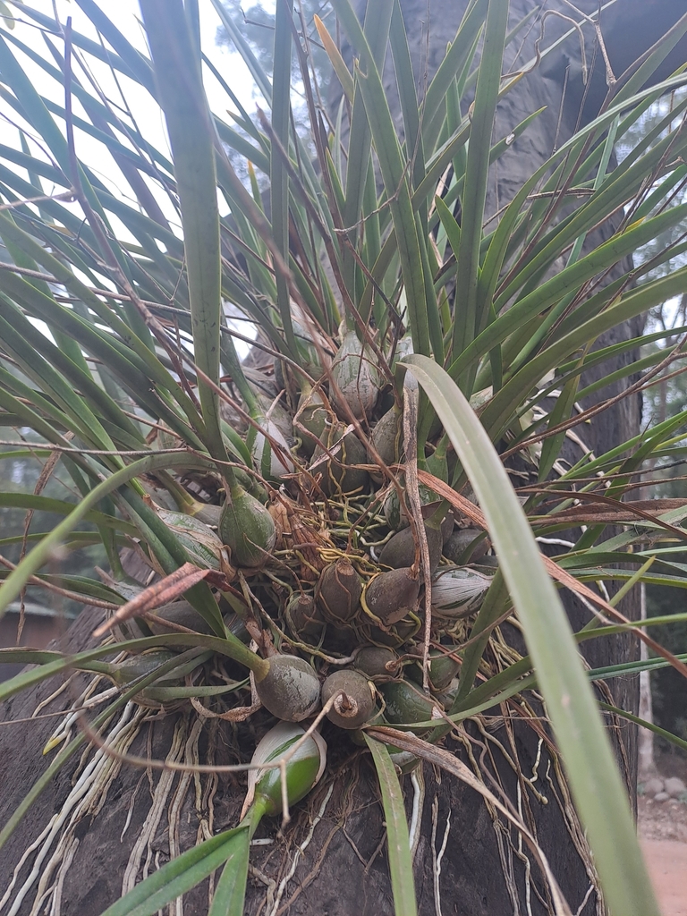 Encyclia argentinensis (Speg.) Hoehne 4