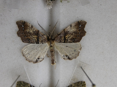 Chalastra pellurgata