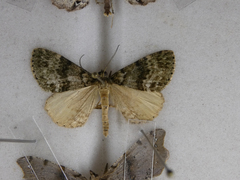 Pseudocoremia indistincta