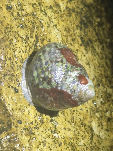 Phorcus turbinatus