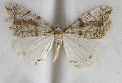 Chalastra pellurgata