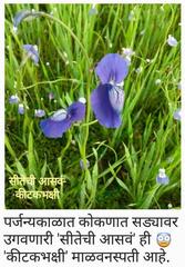 Utricularia reticulata
