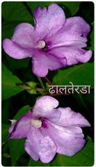 Impatiens pulcherrima