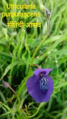 Utricularia reticulata