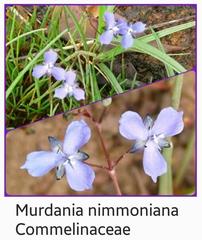 Murdannia semiteres